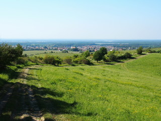 Landscape shot of meadow, grass and trees
