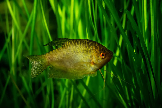 Honey gourami - tropical aquarium fish