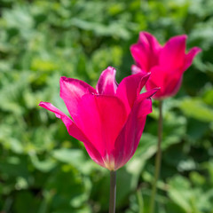 Fototapeta premium Flowers pink tulips in the garden