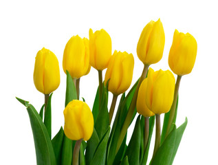 fresh yellow tulips with green leaves close up isolated on white background