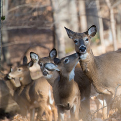 Deer in autumn forest
