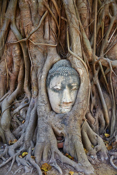 Stone Buddha head entwined in the roots of a fig tree, Wat Mahatat, Ayutthaya Historical Park, Ayutthaya