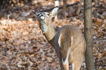 Deer in autumn forest