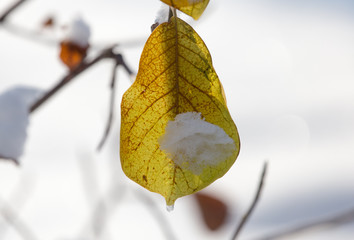 leaves on a tree in winter
