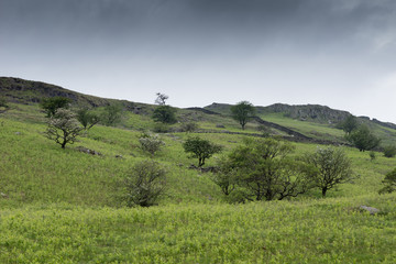Fototapeta na wymiar Lake District, England - May 30, 2012: Wide landscape shot under dark stormy cloudy skies shows green meadows, a stone wall. Mountains and green slopes with short, lone trees dispersed.