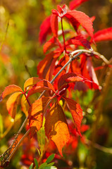 Wild grape red leaves, natural seasonal autumn vintage background