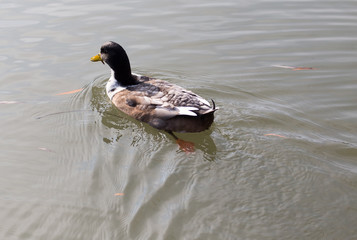 duck swims in the lake