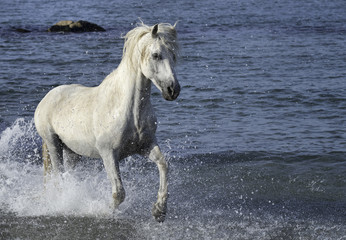 White Stallion Splashing in the Ocean