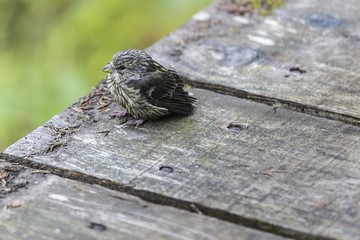 little bird