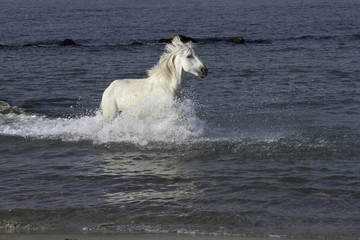 Obraz na płótnie Canvas White Stallion Splashing in the Ocean. Image taken in the Camarge region of France.