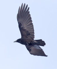 crows flying in the sky