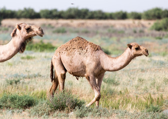 Caravan of camels in the desert