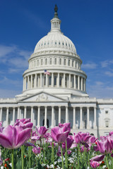 The Capitol building with tulips garden - Washington DC United States