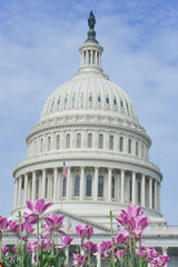Fototapeta na wymiar The Capitol - Washington DC United States