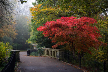 Red maple tree in the Waterlow Park, London in autumn