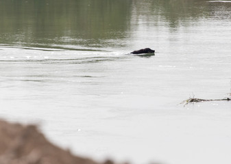 Dog swims across the river