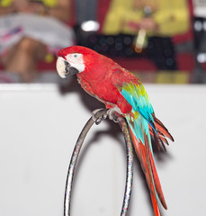 beautiful parrot circus