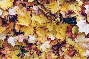 Abstract background of autumn leaves. Autumn background.