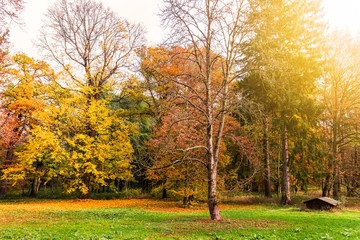 Naklejka premium Autumn. Fall scene. Beautiful Autumnal park. Beauty nature scene. Autumn landscape, Trees and Leaves in Sunlight Rays