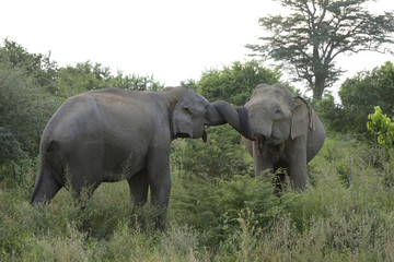 Fototapeta premium Elephant Couple