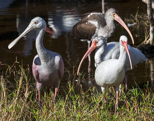 Assorted wading birds in Florida