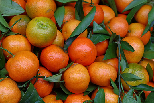 Fresh ripe mandarin oranges with green leaves