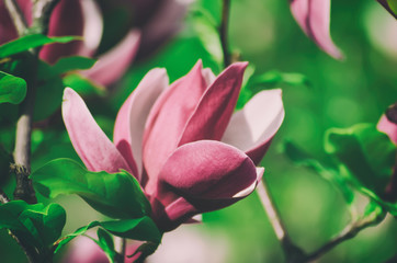 Blossoming of magnolia flowers in spring time, retro vintage hipster image