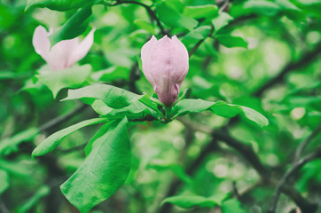 Blossoming of pink magnolia flowers in spring time, floral background