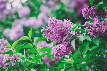 Branch of lilac purple flowers with green leaves, floral natural macro background, soft focus