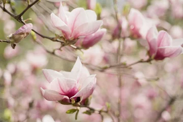 Foto op Canvas Bloei van magnolia witte bloemen in de lente, retro vintage hipster afbeelding © Roxana