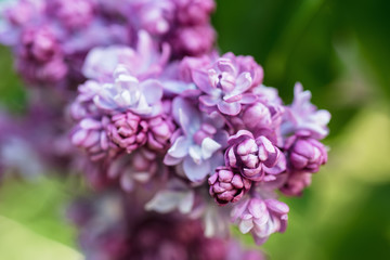Obraz premium Branch of lilac flowers with green leaves, floral natural macro background, soft focus