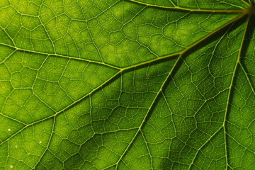Naklejka na ściany i meble Detail of the texture and pattern of a fig leaf plant, the veins form similar structure to an inverted green tree