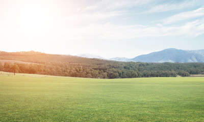 Green summer paradise