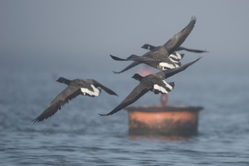Brent Goose - Fly in the fog.