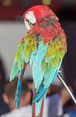 beautiful parrot circus