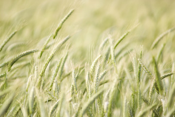 Beautiful background of motion blurred wheat field in the summer