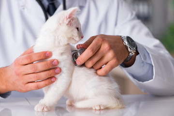 White kitten visiting vet for check up