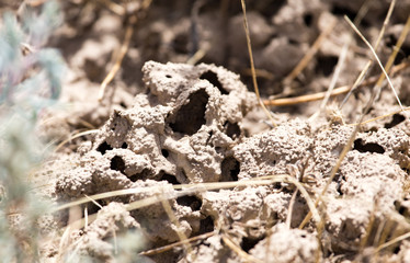 termite holes in the ground