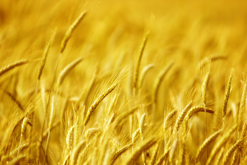 Summer Wheat Crops Field