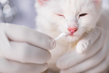 White kitten visiting vet for check up