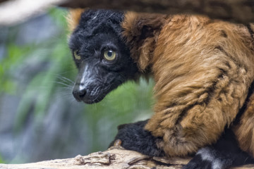 Red Ruffed Lemur