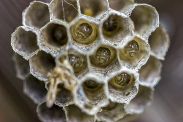 Wasp Nursery