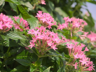 Fototapeta premium flowers