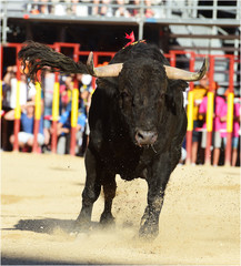 toro