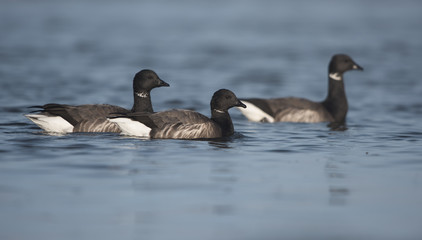 Brent Goose, Branta bernicla