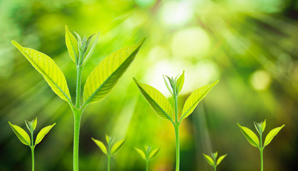New fresh small plant growth up on green blurred nature with bokeh background under the sunlight