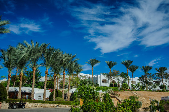 white house on red sea palm desert tropical view