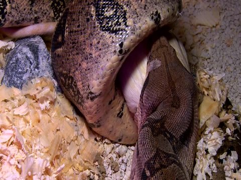 Constrictor snake eats white rat in swamp, closeup