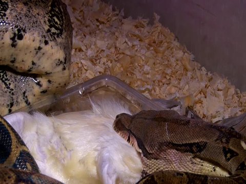 Constrictor Boa Eats Rat in Swamp
