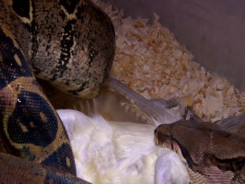 Large snake Eats Rat in Swamp